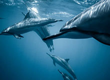 开云官网-钎城佩恩互相消耗，今屿暃赶来收割，钎城交出一血